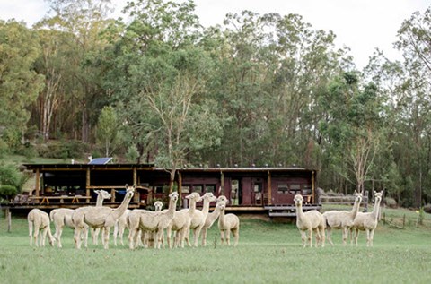 little valley alpaca farm stay accommodation hunter valley