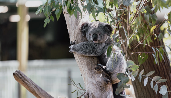 featherdale and mogo wildlife parks nsw