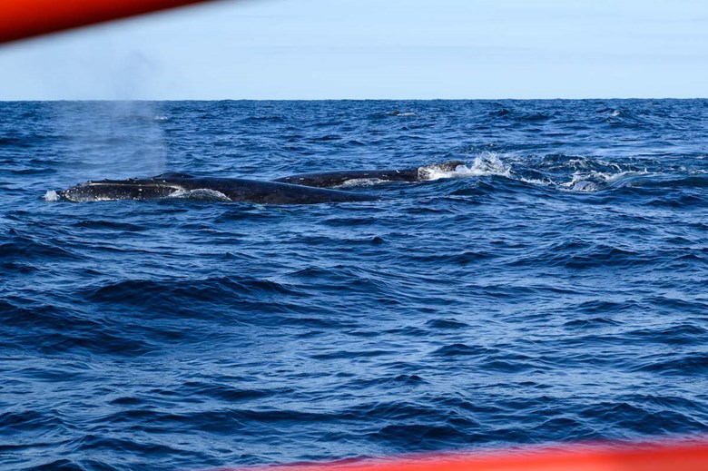 aquamarine adventures whale watching port stephens