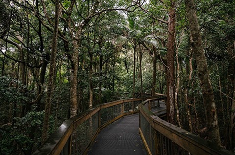 sea acres rainforest centre boardwalk port macquarie