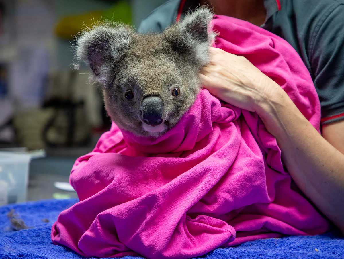 family friendly activities port macquarie koala hospital