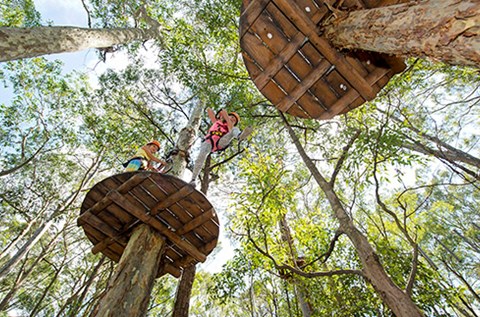 treetops adventure park wyong central coast