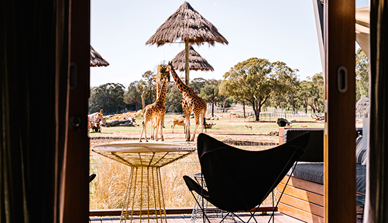 zoofari lodge taronga western plains zoo accommodation dubbo nsw