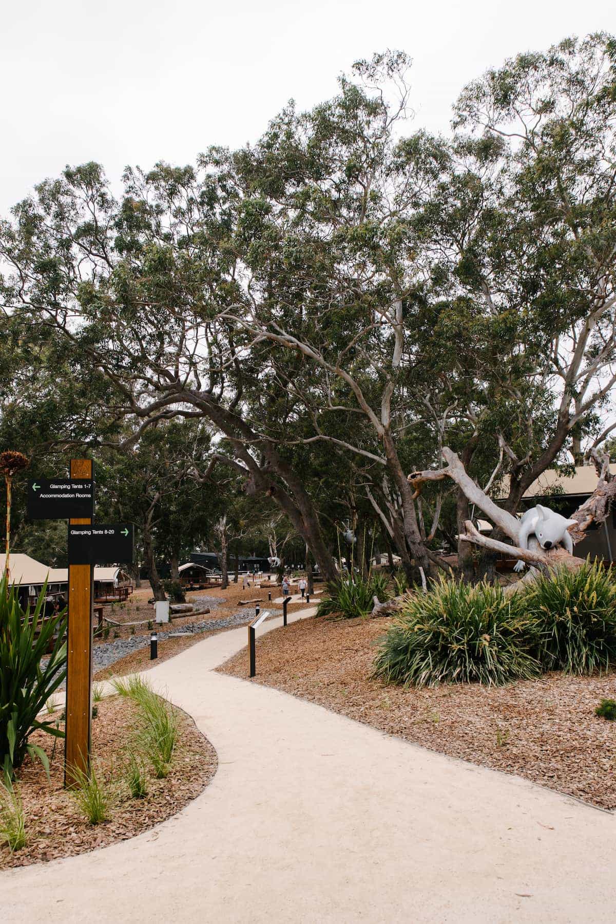 port stephens koala sanctuary