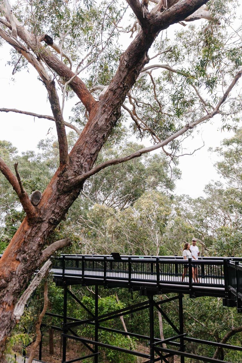 port stephens koala sanctuary one mile things to do