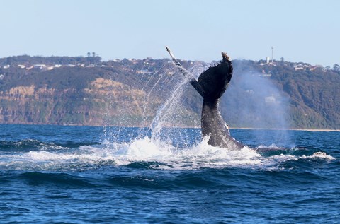 where to whale watch in newcastle