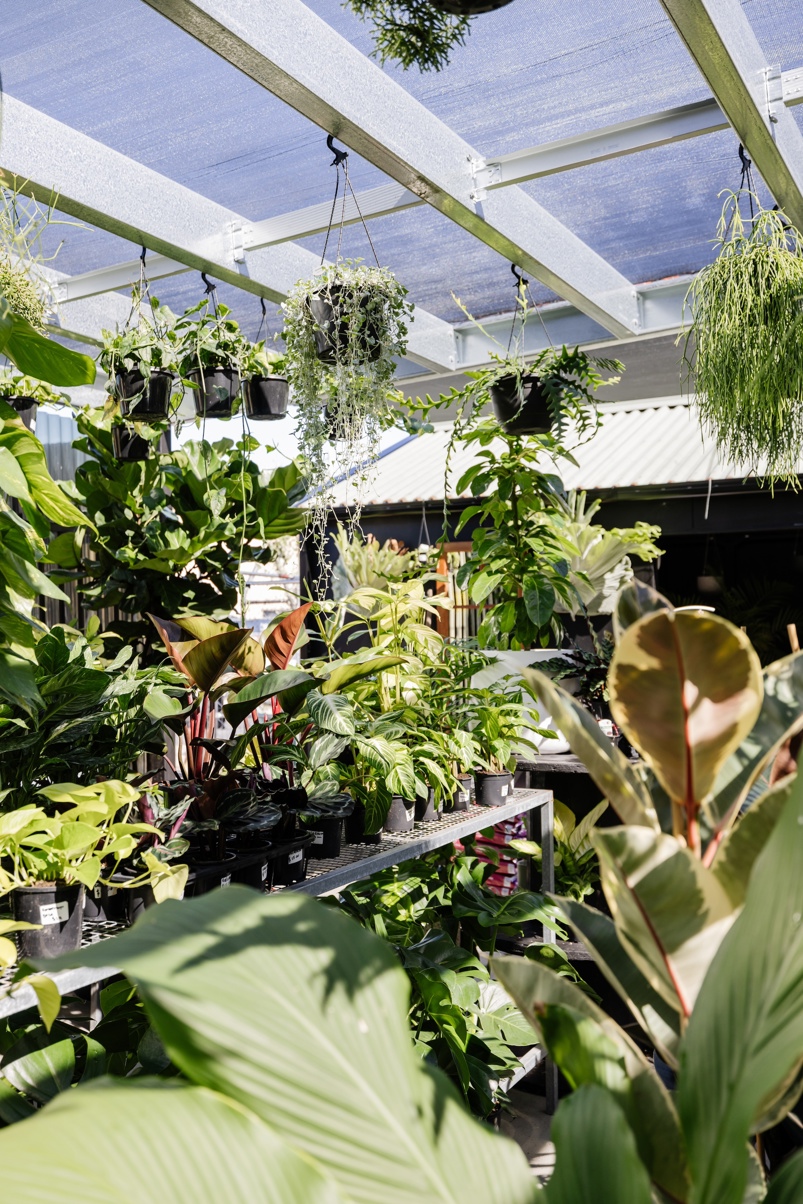 the nursery on glebe adamstown newcastle nsw