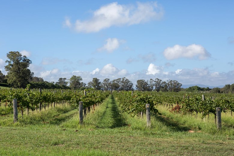 guide to cellar doors in lovedale hunter valley nsw