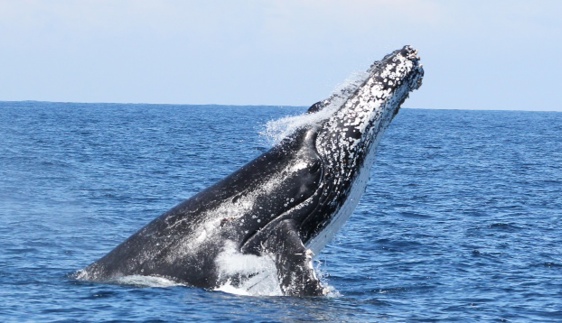 Awaken Winter's Wild in Port Stephens