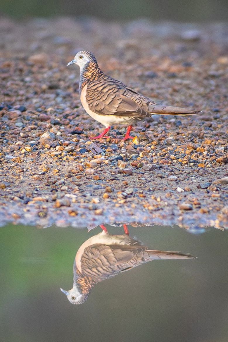 Lake Mac Wildlife Experiences