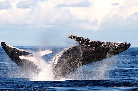 whale watching port stephens