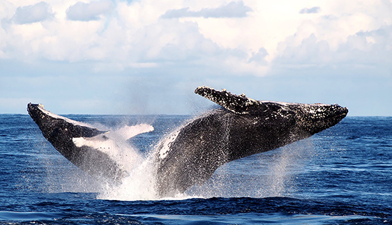 whale watching port stephens