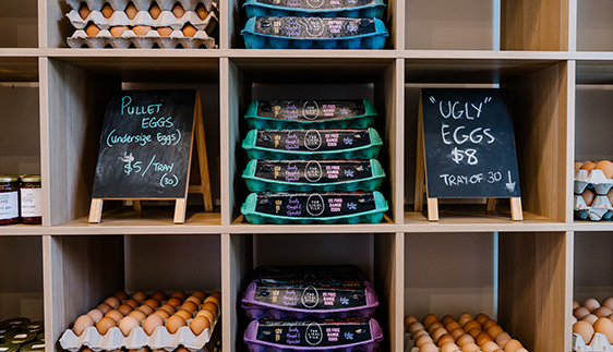 the local yolk lake macquarie egg producers