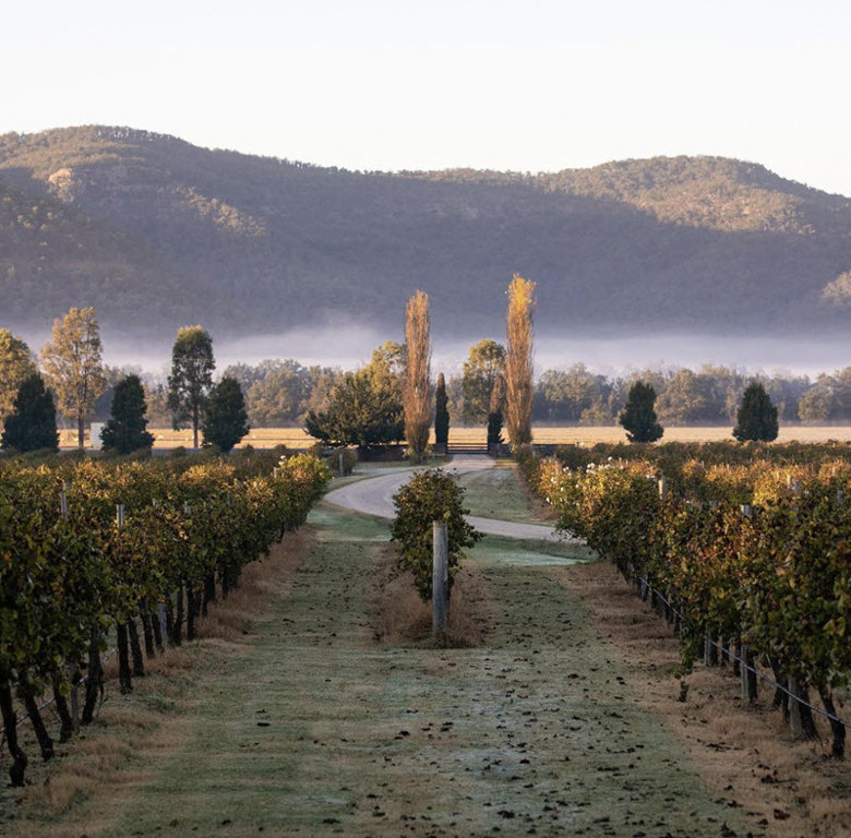 1813 Tinonee Estate Vineyard