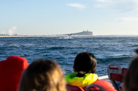 coastxp whale watching tours newcastle
