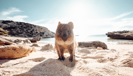 newcastle airport direct flights perth australia