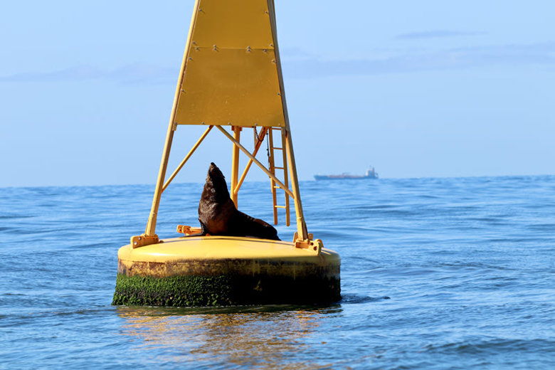 Newcastle whale watching tours