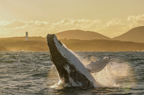 Awaken Winter's Wild in Port Stephens