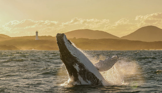 Awaken Winter's Wild in Port Stephens