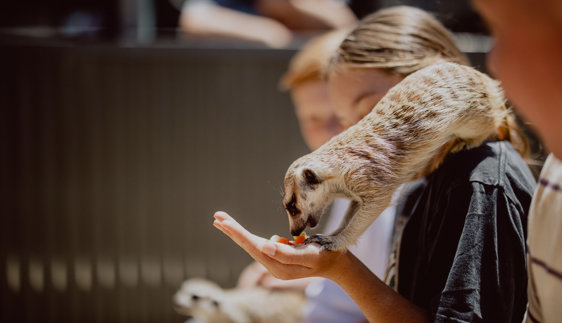 hunter valley wildlife park animal encounters