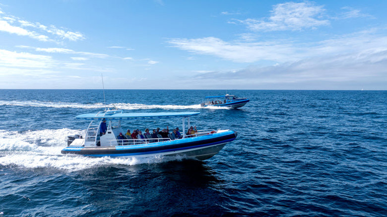 CoastXP Newcastle Whale Watching Tours