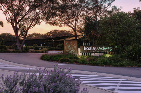 Summer at the Sanctuary: Nature, Adventure & Koalas