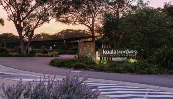 Summer at the Sanctuary: Nature, Adventure & Koalas