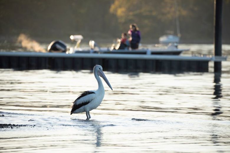 Lake Macquarie Wildlife Experiences