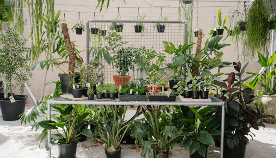 high swan dive plant shop maitland rd islington newcastle nsw