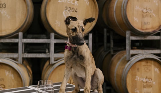 dog friendly cellar doors hunter valley