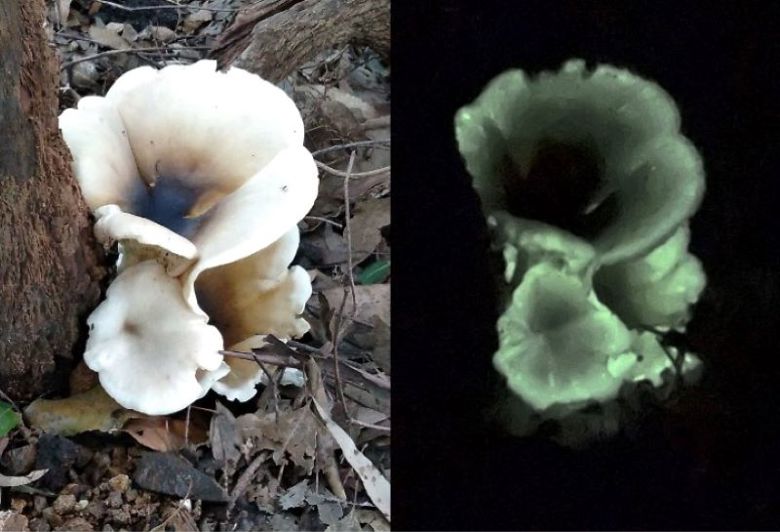 Glenrock Ghost Fungus Tours
