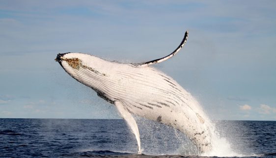 where to whale watch in newcastle