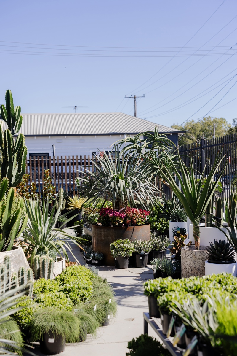 the nursery on glebe adamstown newcastle nsw