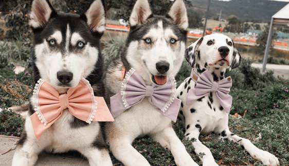 pillie pooches handmade pet accessories newcastle nsw
