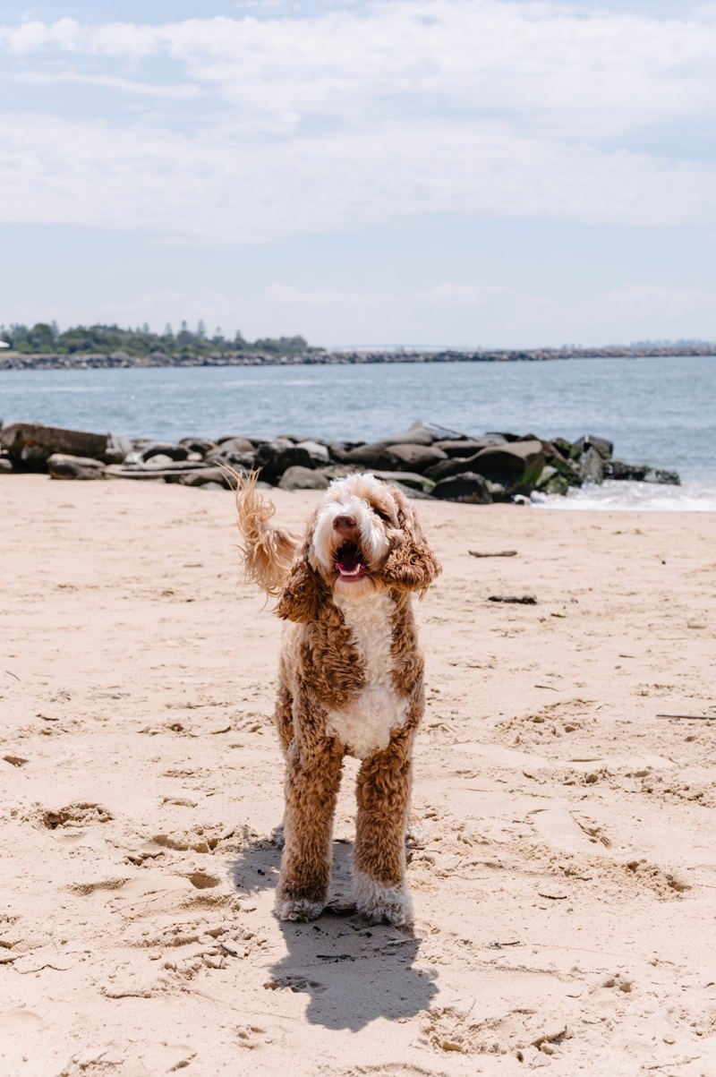 dog friendly cafes pubs and bars newcastle nsw