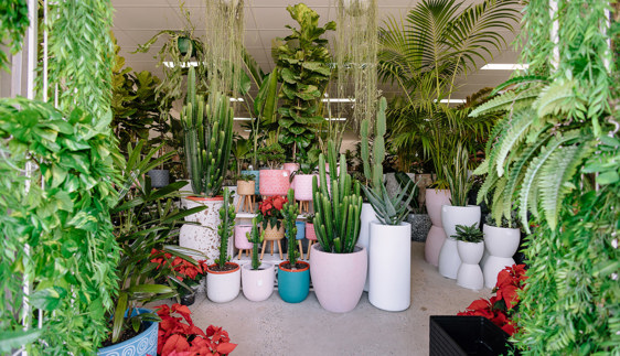 my plant oasis kotara home newcastle nsw