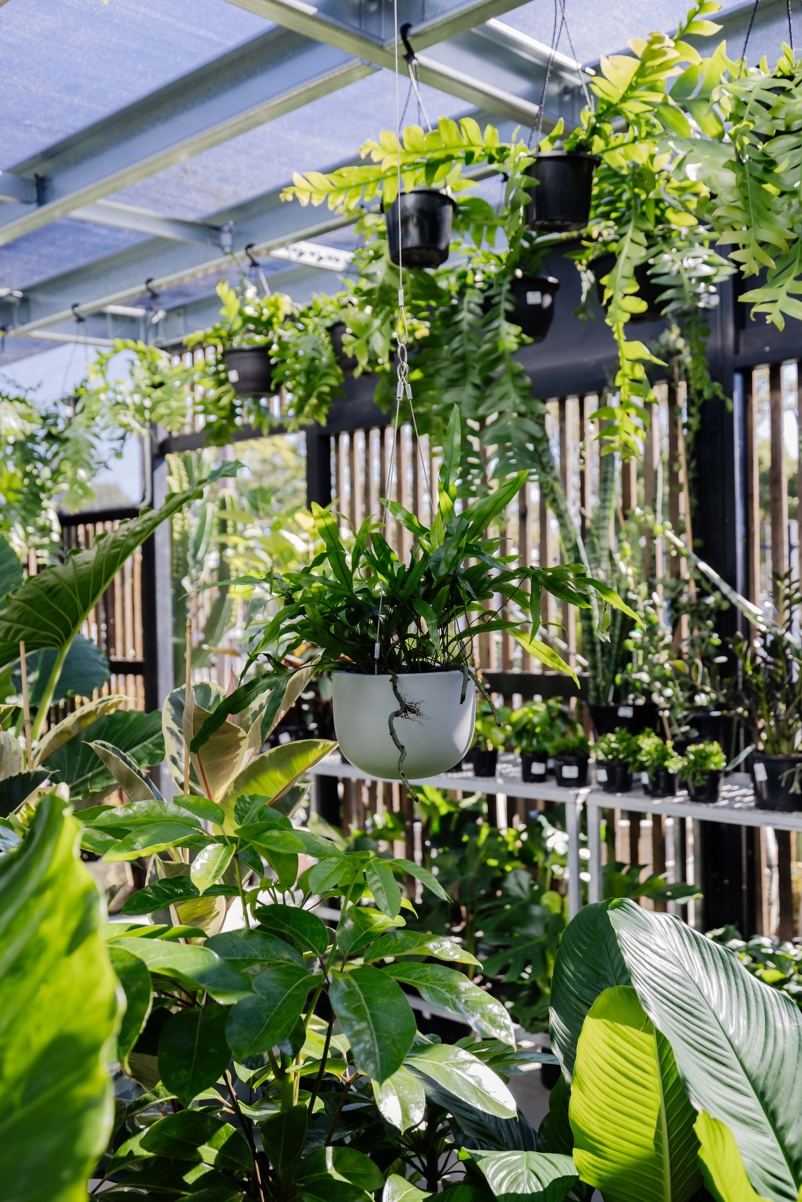 the nursery on glebe adamstown newcastle nsw