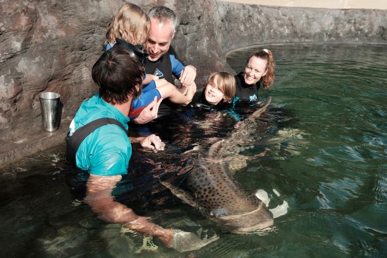 Irukandji Shark & Ray Encounters
