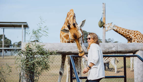 wildlife sunrise hunter valley wildlife park nulkaba hunter valley