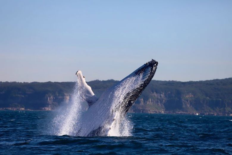 Lake Mac Wildlife Experiences