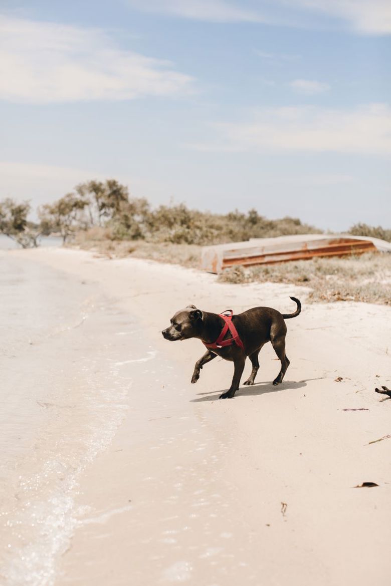 Camplify Pet Perfect Getaways