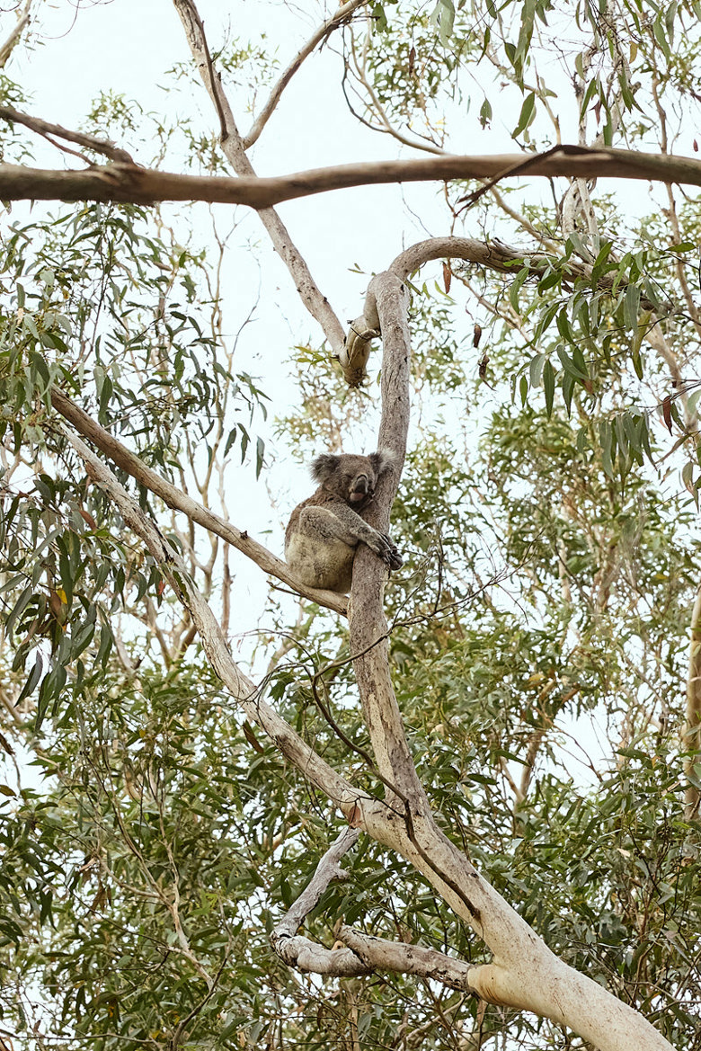 Wild Light Experiences Port Stephens Koala Sanctuary