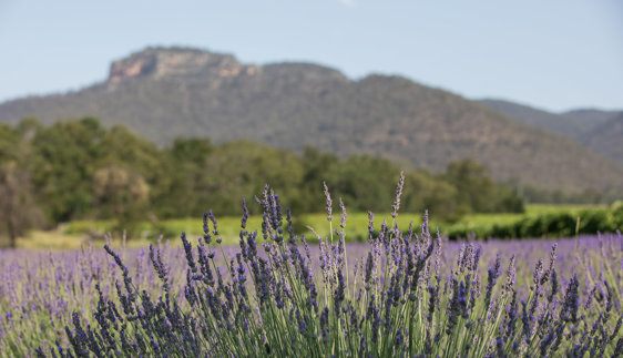 hunter lavender farm broke hunter valley nsw